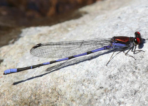 Fiery-eyed dancer - Argea oenea
